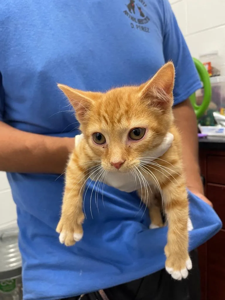 A baby small-sized male Domestic Short Hair cat named Tango for adoption in Oxford, NC