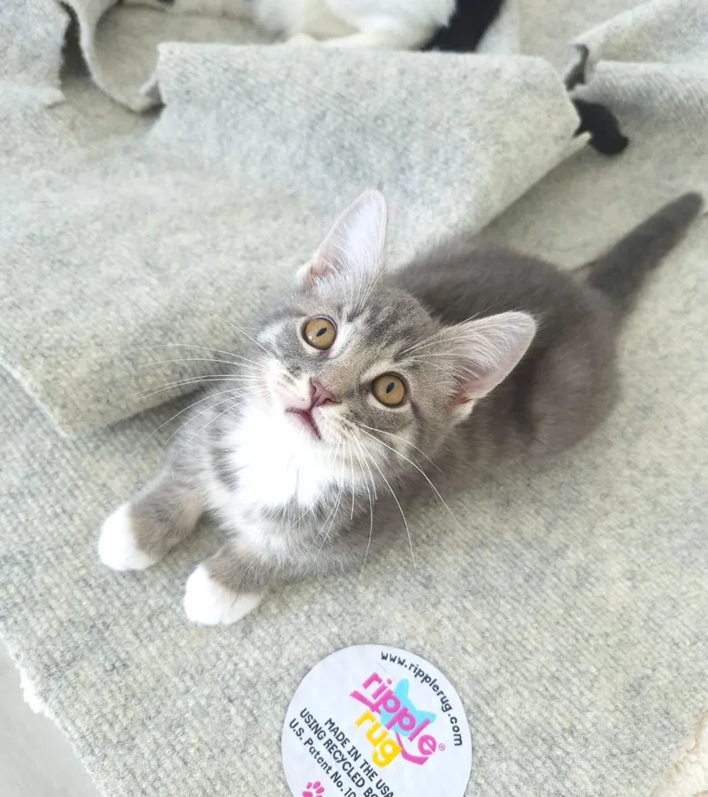 A baby small-sized female Gray & White Domestic Short Hair cat named Lulu for adoption in Orange, CA