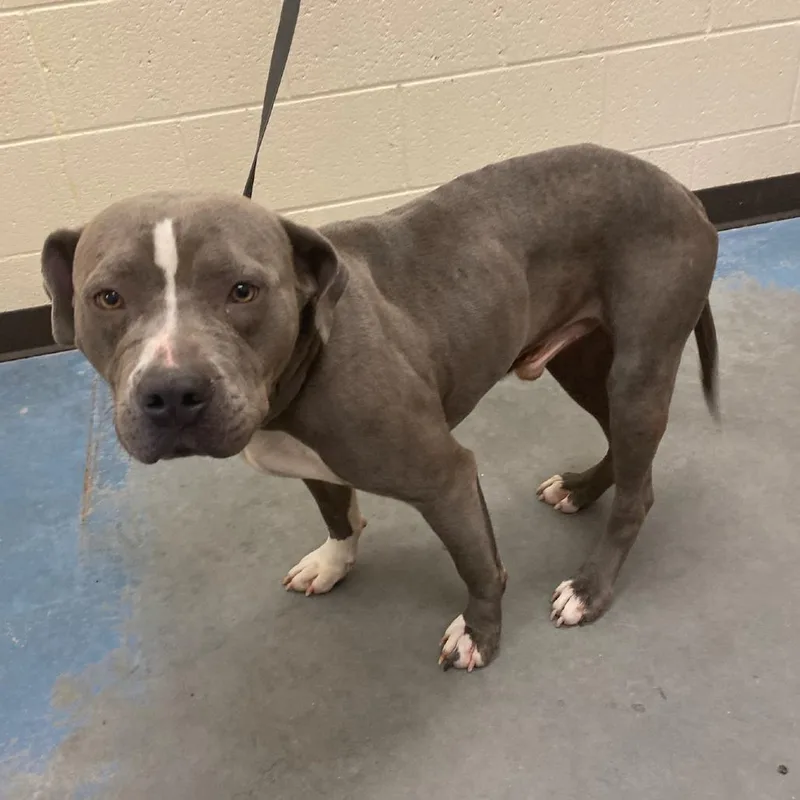 An adult large-sized male Gray / Blue / Silver Mixed Breed dog named Tucker for adoption in Memphis, TN