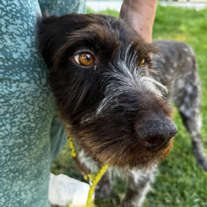 A senior large-sized male Brown / Chocolate German Wirehaired Pointer dog named Corey for adoption in Murray, UT