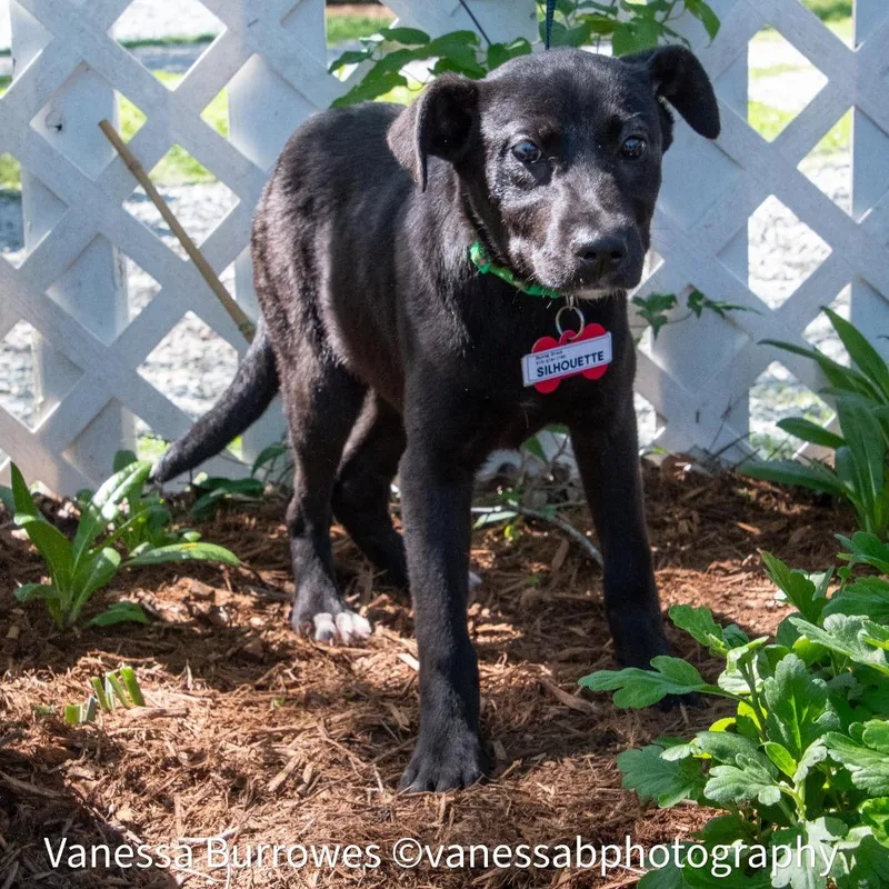 A baby small-sized female Black Labrador Retriever dog named Silhouette for adoption in Wake Forest, NC
