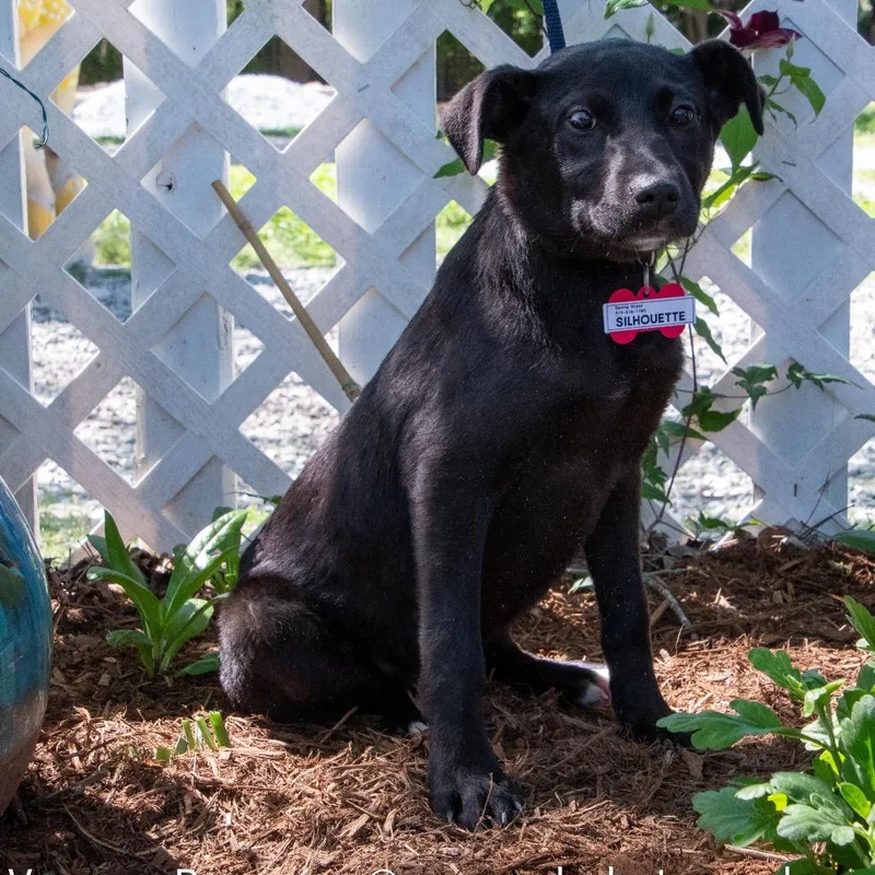 Silhouette thumbnail 2