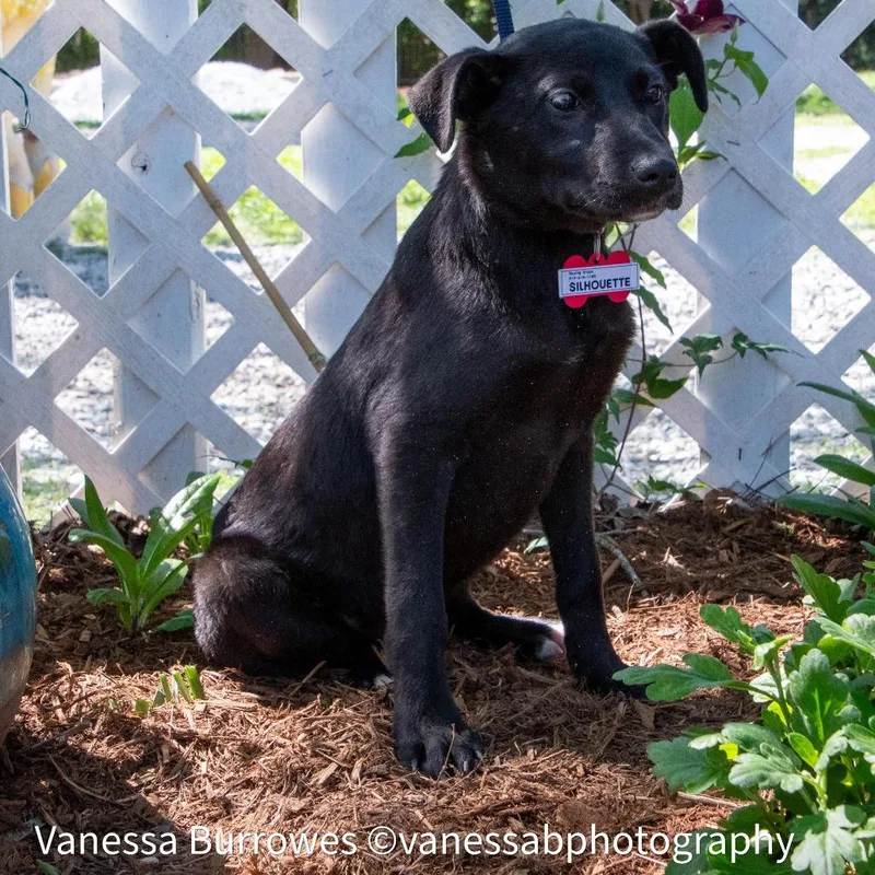 Silhouette thumbnail 4