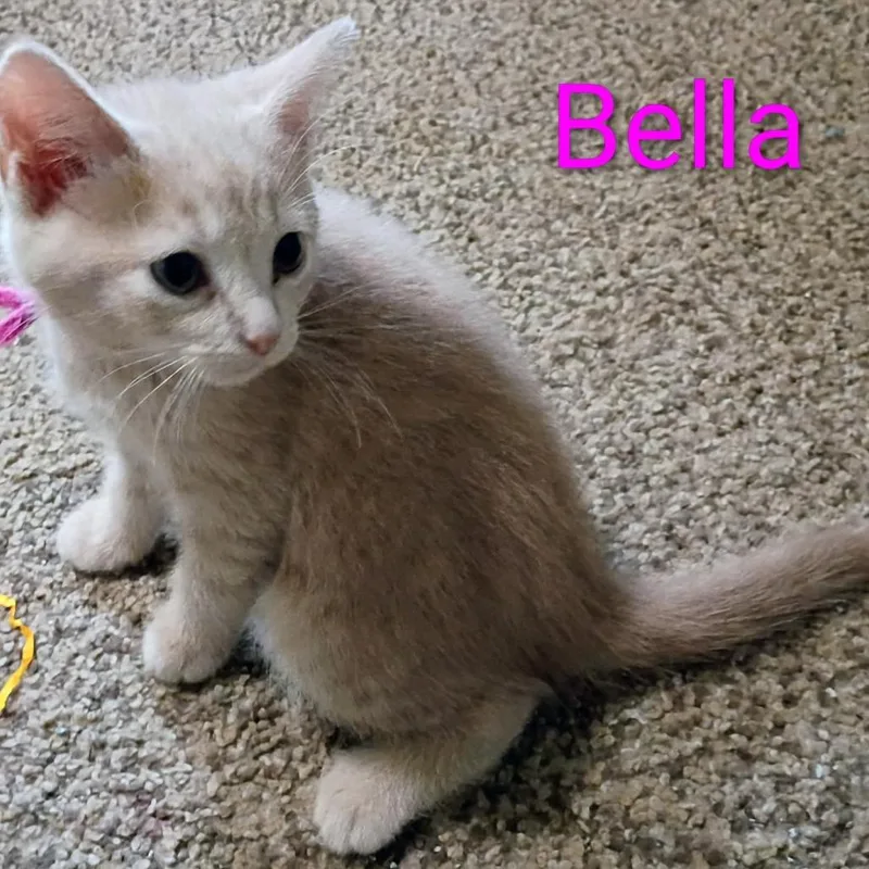 A baby small-sized female Buff / Tan / Fawn Domestic Short Hair cat named Bella for adoption in Carmel, IN