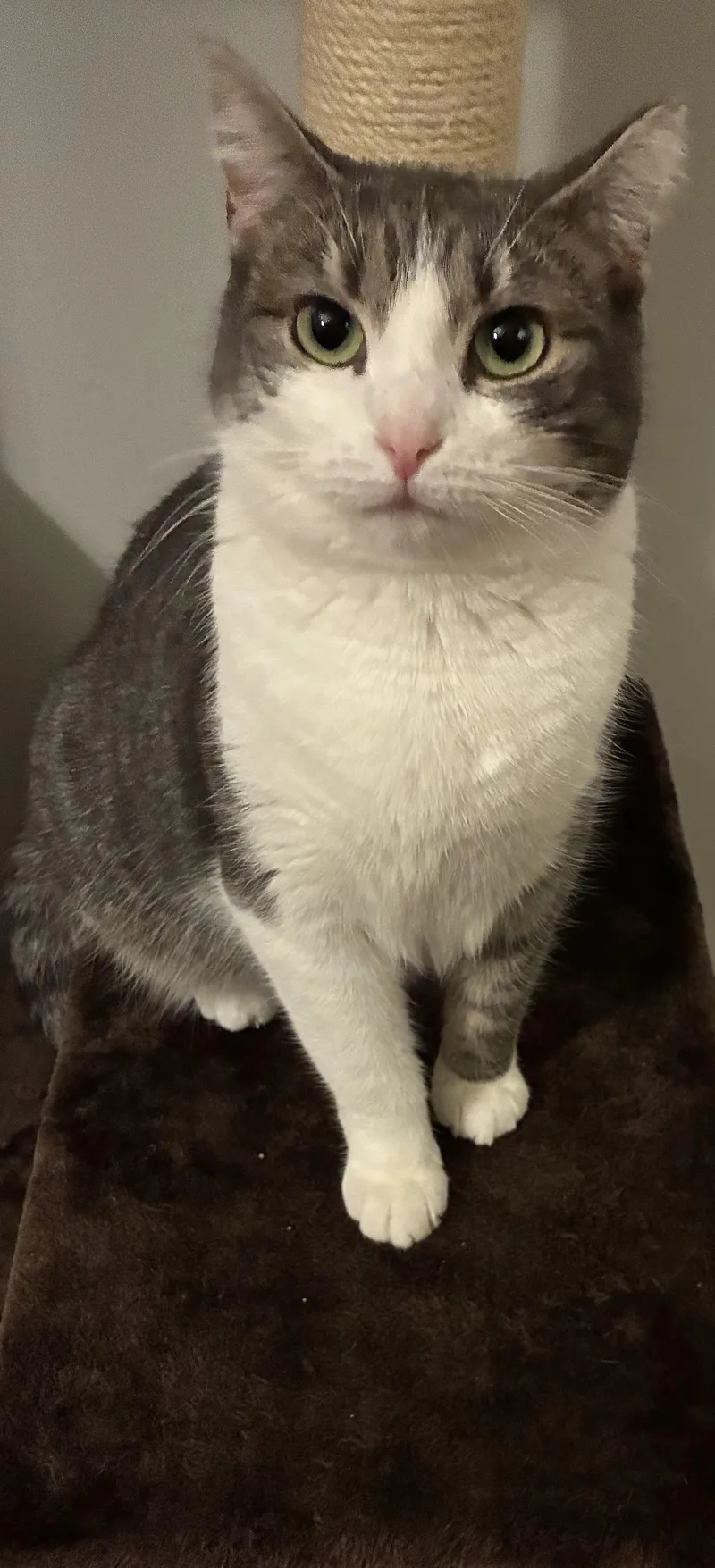 An adult medium-sized female Tabby (Gray / Blue / Silver) Domestic Short Hair cat named Jersey for adoption in Pompton Lakes, NJ