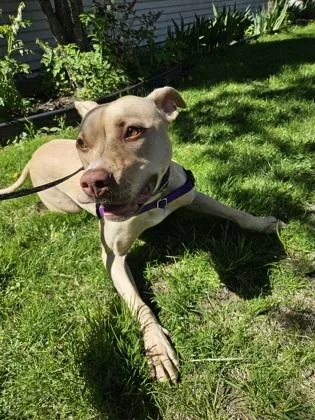 An adult large-sized female Pit Bull Terrier dog named Honey for adoption in Scotia, NY