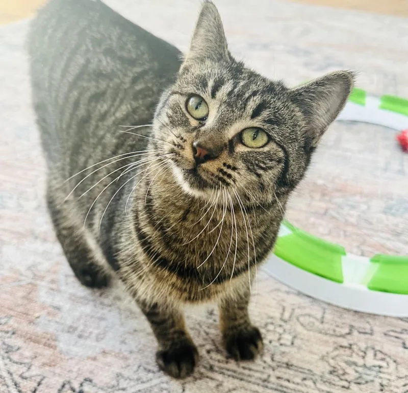 A young medium-sized female Tabby (Brown / Chocolate) Domestic Short Hair cat named Sweet Tart for adoption in Stoughton, WI