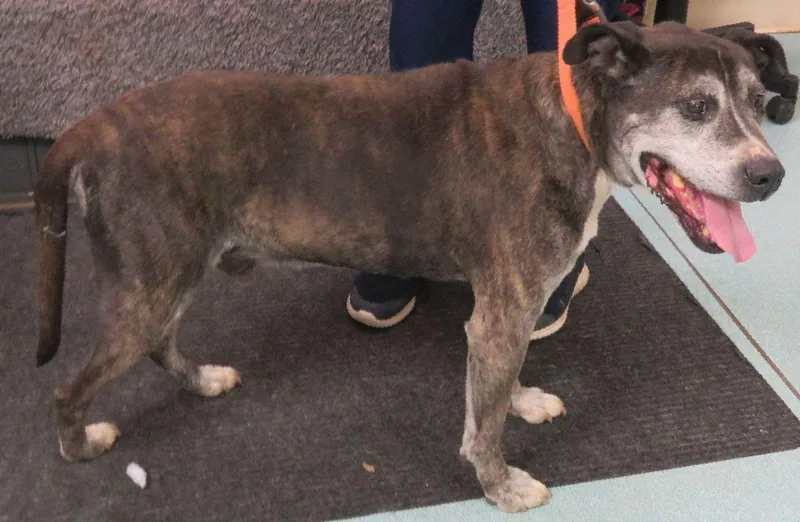A senior medium-sized male Brindle Pit Bull Terrier dog named Tigger for adoption in Lexington, VA