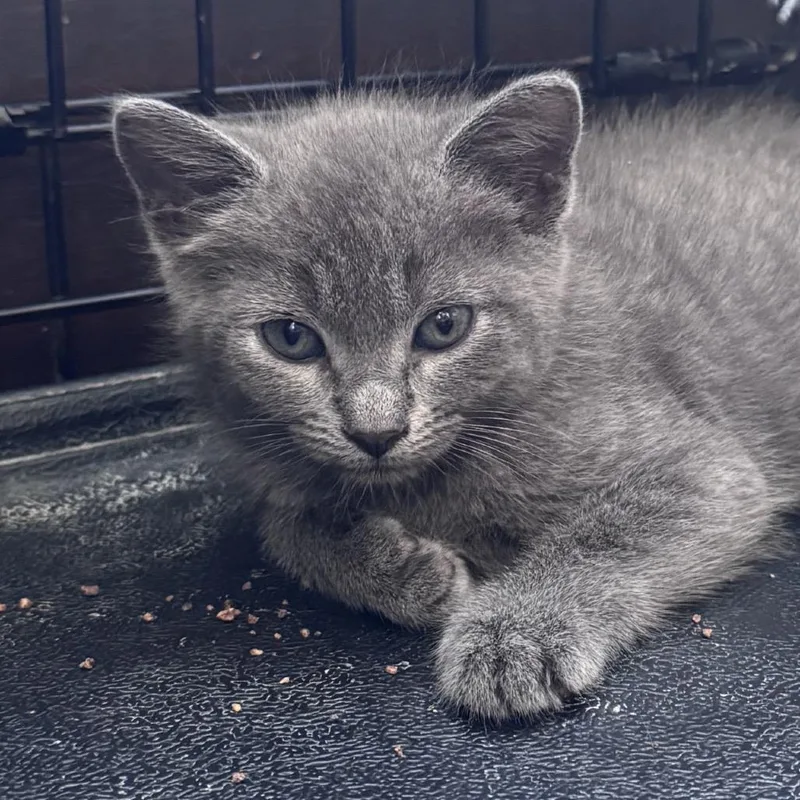 A baby small-sized female Gray / Blue / Silver Domestic Short Hair cat named Serrano for adoption in Danbury, CT