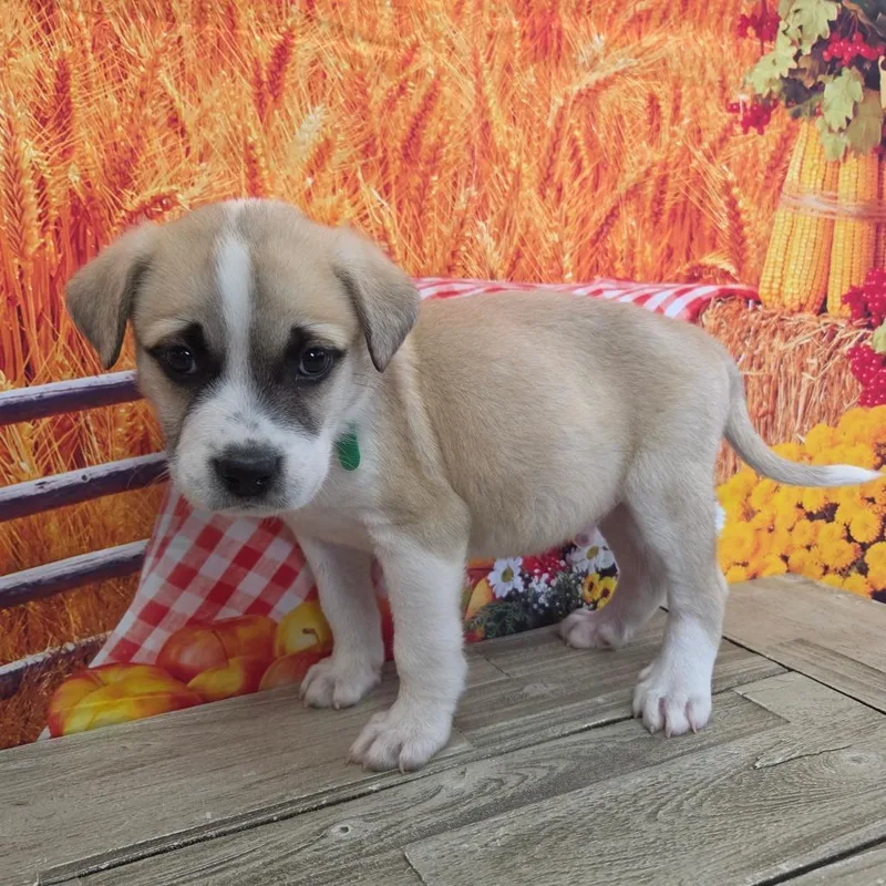 A baby medium-sized male Great Pyrenees dog named Joey for adoption in Normal, IL