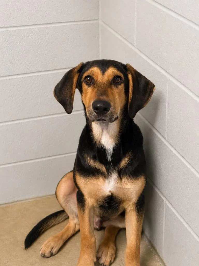 A baby medium-sized male Tricolor (Brown, Black, & White) Bluetick Coonhound dog named Atlas for adoption in Winnsboro, SC