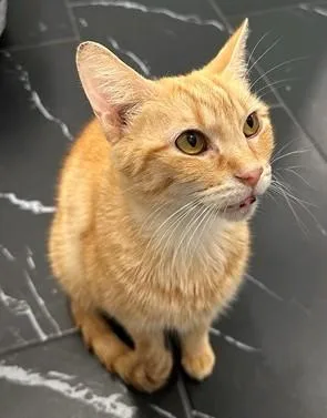 An adult medium-sized male Domestic Short Hair cat named Brittle for adoption in Brewster, MA