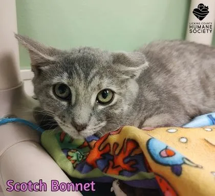 A baby small-sized female Domestic Short Hair cat named Scotch Bonnet for adoption in Heath, OH