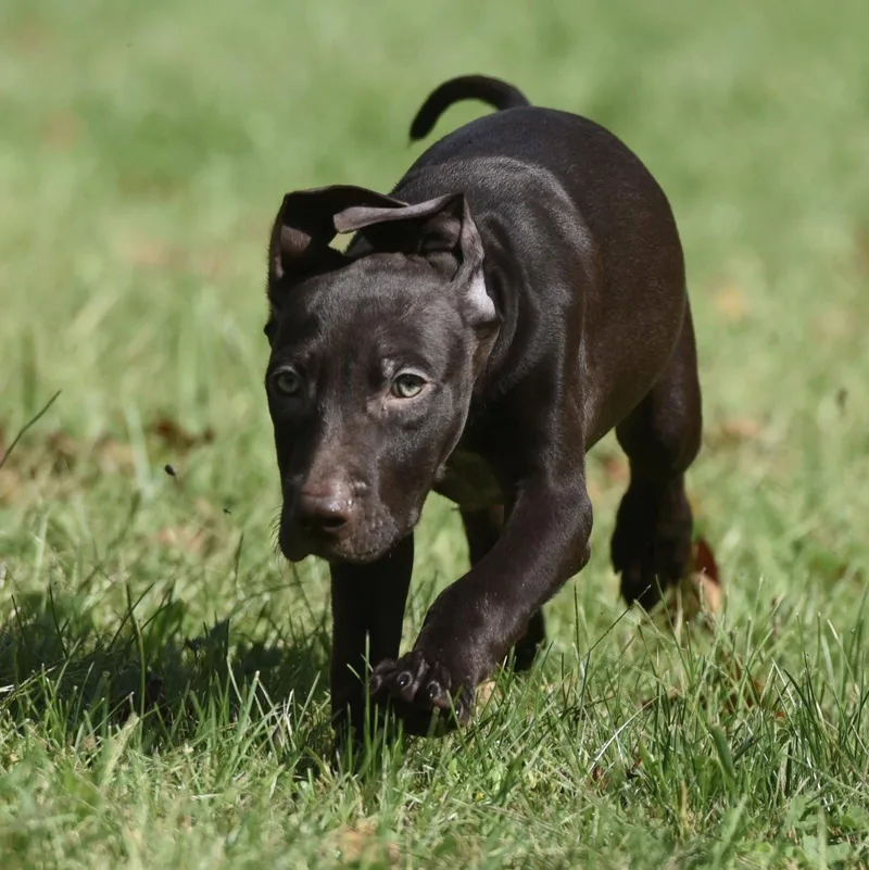 A baby medium-sized male Chocolate Labrador Retriever dog named Frame for adoption in Mechanicsburg, PA