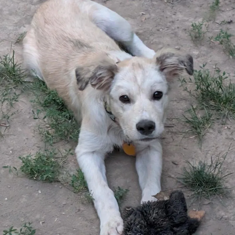 A young large-sized female Anatolian Shepherd dog named Opal for adoption in Normal, IL