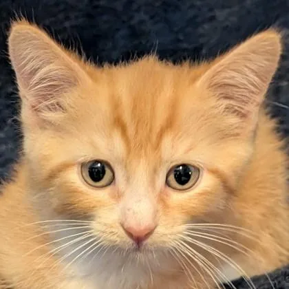 A baby medium-sized male Siamese cat named Milo Taylor for adoption in Savannah, GA