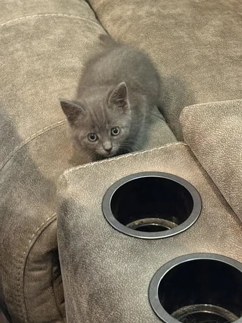 A baby small-sized female Gray / Blue / Silver Russian Blue cat named Velvet for adoption in Chattanooga, TN