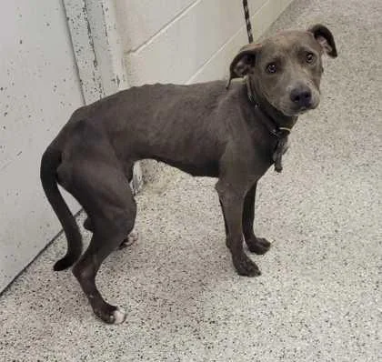 An adult medium-sized female Gray / Blue / Silver Pit Bull Terrier dog named Rhyme for adoption in Kansas City, MO