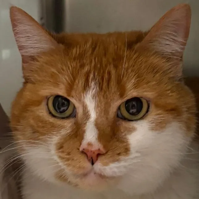 A senior large-sized female Orange / Red Domestic Short Hair cat named Peach for adoption in Kennebunk, ME
