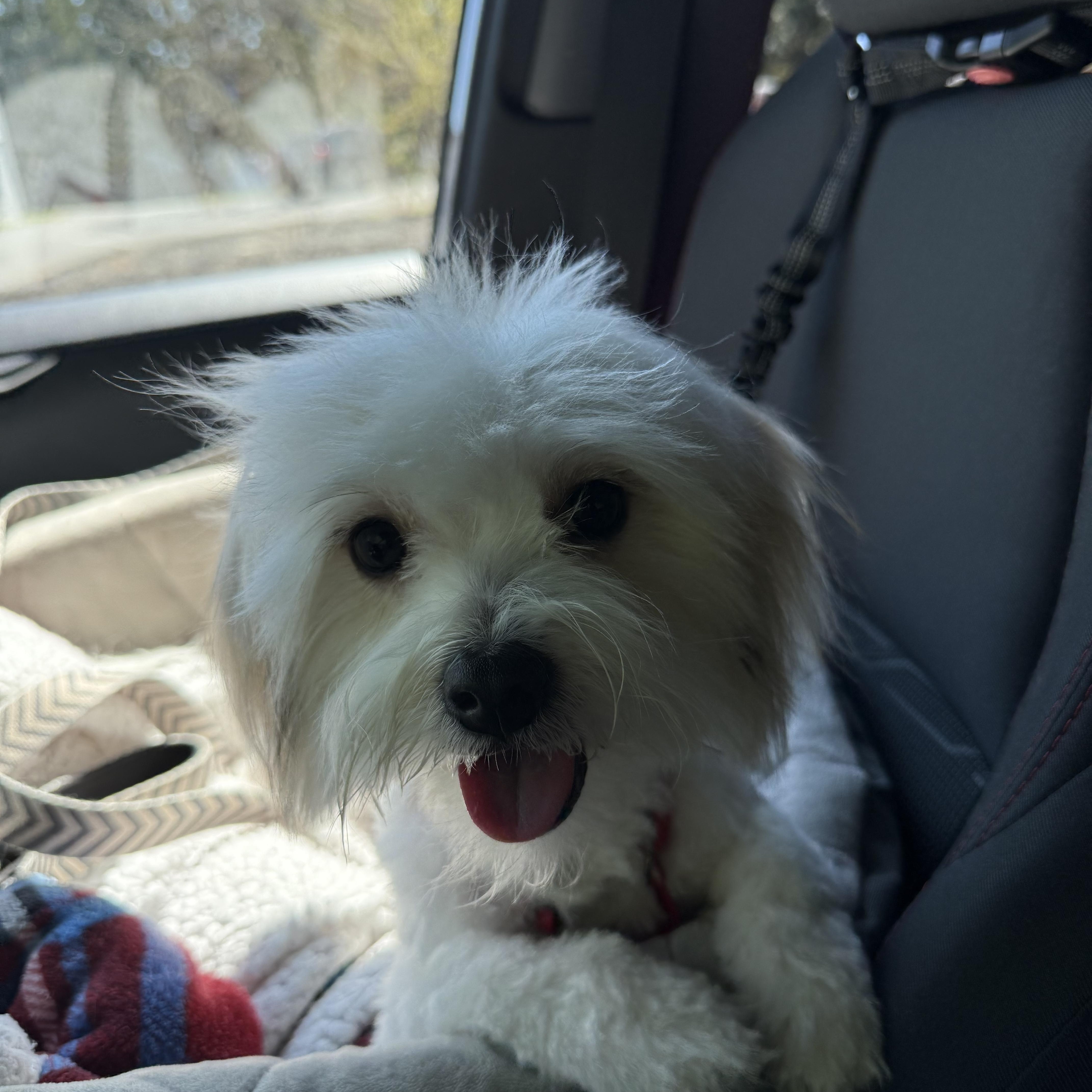 A young small-sized female Havanese dog named Lola for adoption in POTOMAC, MD