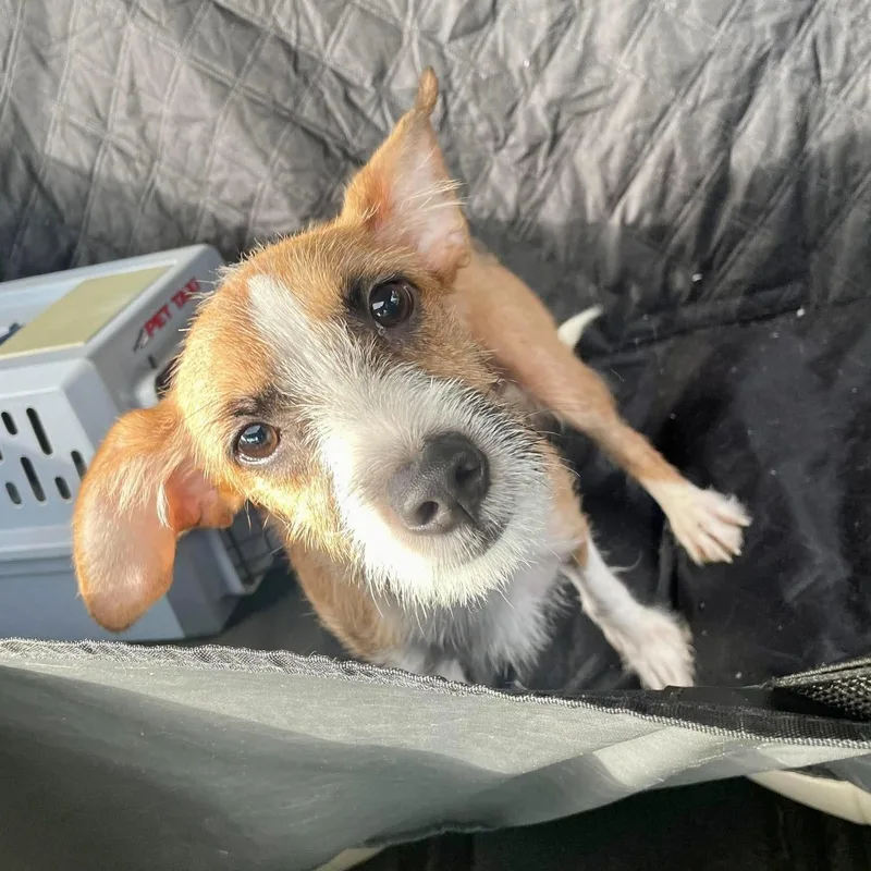 A young small-sized male Terrier dog named Jake for adoption in Monroe , NC