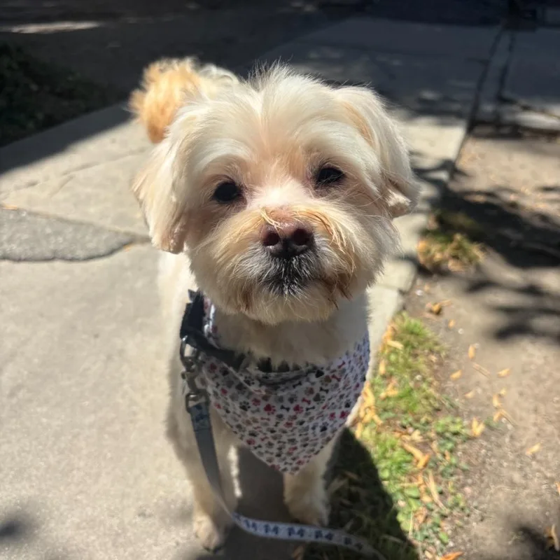 A senior small-sized male Havanese dog named Noah for adoption in Los Angeles, CA