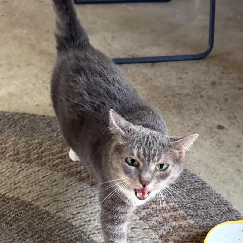 A senior small-sized female Gray / Blue / Silver Domestic Short Hair cat named Lotus Miller for adoption in Woodstock, VA