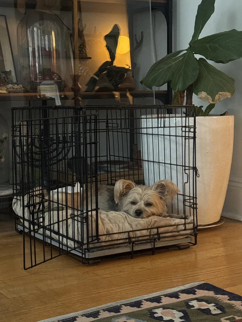 A young small-sized female Yorkshire Terrier dog named Cher for adoption in Harrison, NY