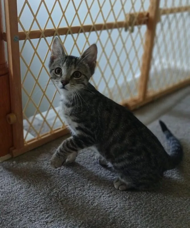 A baby medium-sized male Tabby (Brown / Chocolate) Domestic Short Hair cat named Bowser for adoption in Colmar, PA