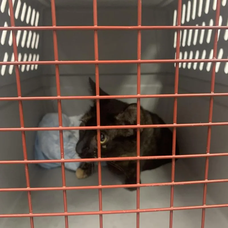 An adult medium-sized female Gray / Blue / Silver Domestic Short Hair cat named Flossie for adoption in West Palm Beach, FL