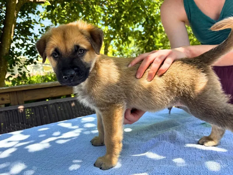 A baby medium-sized male Bicolor Belgian Shepherd / Malinois dog named Finn for adoption in San Antonio, TX