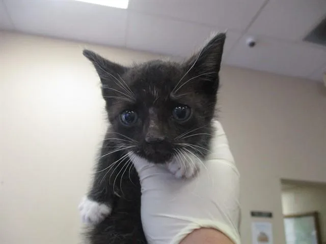 A baby small-sized male Domestic Short Hair cat named Binx for adoption in Ocala, FL