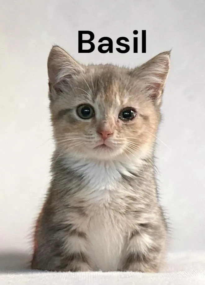 A baby medium-sized female Dilute Calico cat named Basil for adoption in Weems, VA