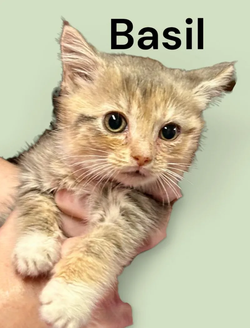 Basil thumbnail 2