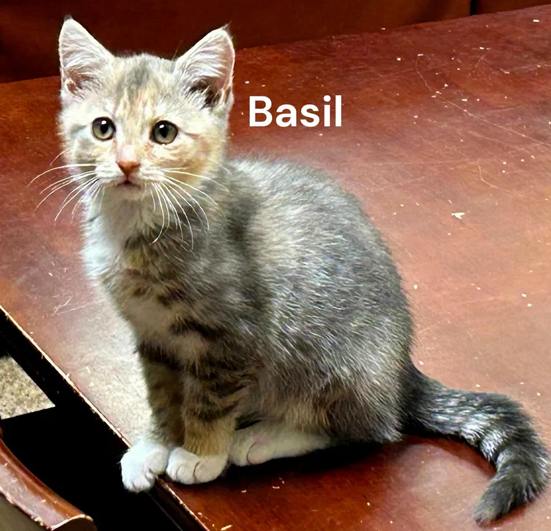 Basil thumbnail 3