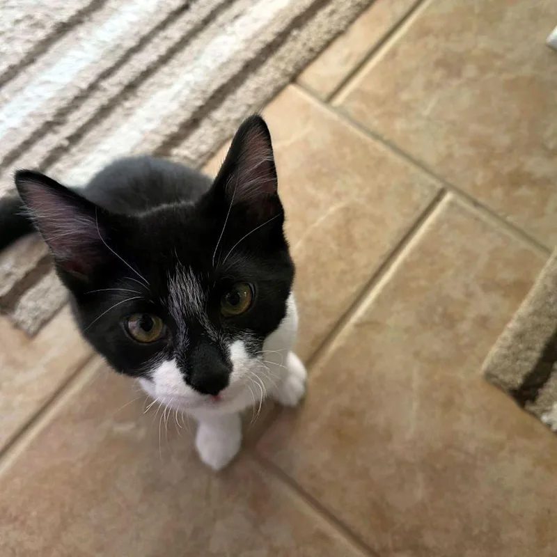 A baby medium-sized male Black Domestic Short Hair cat named Bogart for adoption in Tulsa, OK