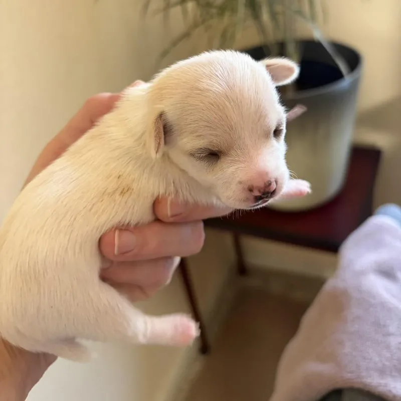 A baby small-sized female White / Cream Chihuahua dog named Nutmeg for adoption in Sacramento, CA