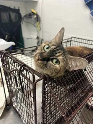 An adult small-sized female Domestic Short Hair cat named Louisa for adoption in Seattle, WA