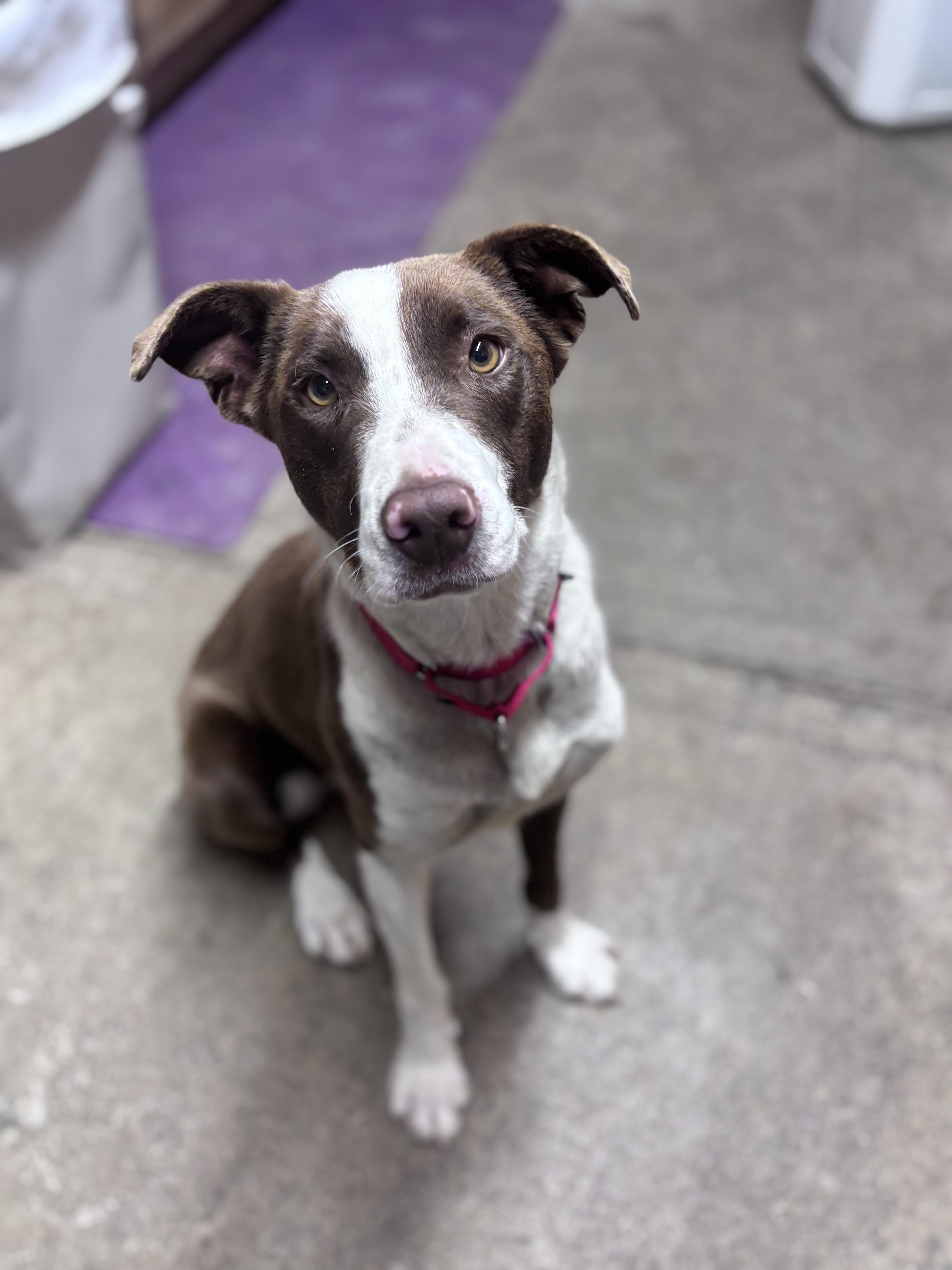 A baby medium-sized female Brown / Chocolate Pit Bull Terrier dog named Clover for adoption in Grafton, WV
