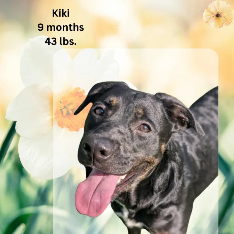 A young medium-sized female Black Rottweiler dog named Kiki for adoption in Shinnston, WV