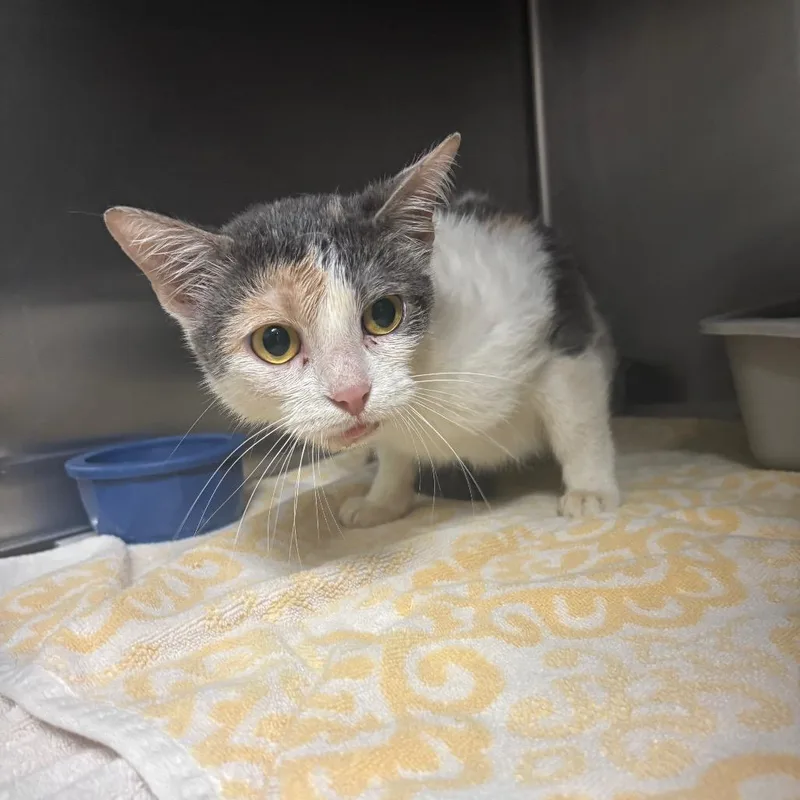 An adult medium-sized female Domestic Short Hair cat named Girlie for adoption in Bryan, TX