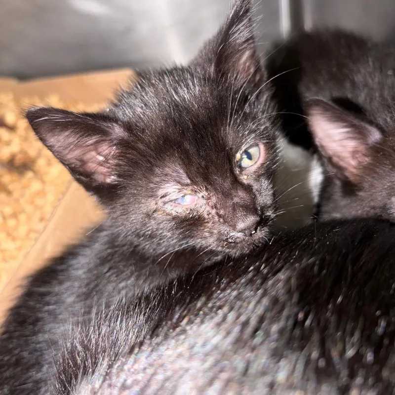 A baby small-sized male Black Domestic Short Hair cat named Lyle for adoption in Lake Jackson, TX