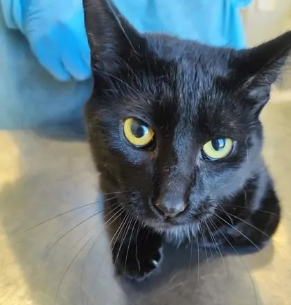 An adult medium-sized male Domestic Short Hair cat named Orson for adoption in Lafayette, IN