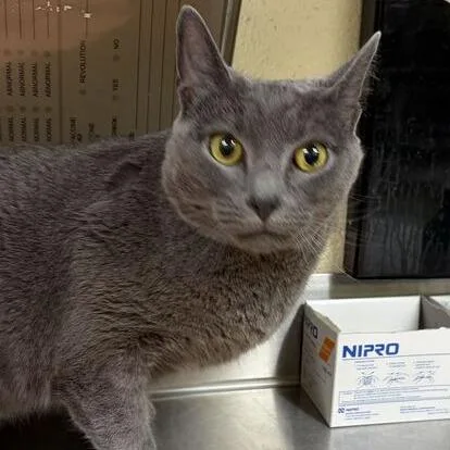 An adult large-sized male Gray / Blue / Silver Russian Blue cat named Dust for adoption in Asheville, NC