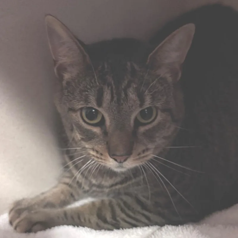 An adult large-sized female Brown / Chocolate Domestic Short Hair cat named Euphrates for adoption in Providence, RI