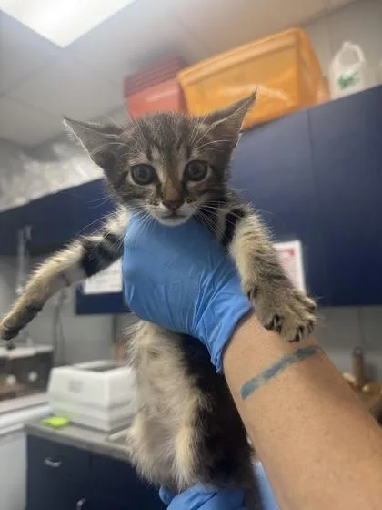 A young small-sized male Domestic Short Hair cat named B Noah for adoption in North Charleston, SC
