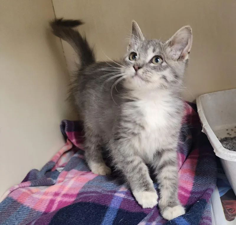 A baby medium-sized female Domestic Medium Hair cat named Jewel for adoption in Tulsa, OK