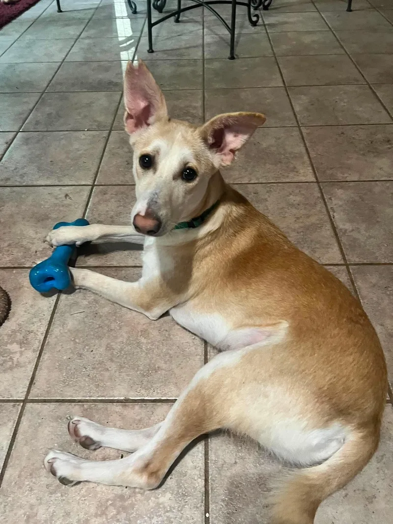 An adult medium-sized male Yellow / Tan / Blond / Fawn Pharaoh Hound dog named Rambo for adoption in Palos Heights, IL
