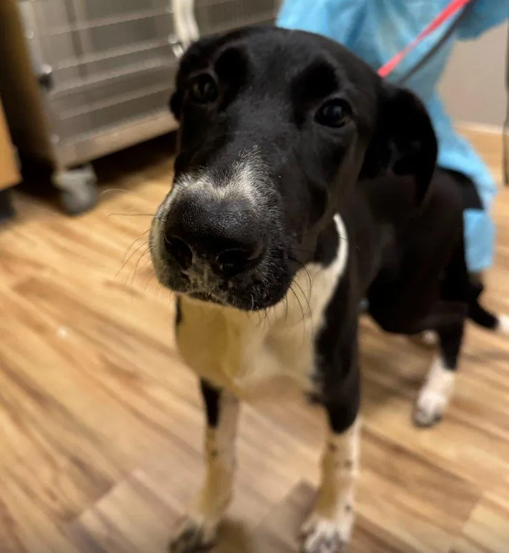 A baby small-sized male Black Mixed Breed dog named Fletcher for adoption in Raleigh, NC