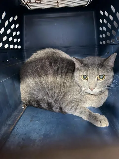 A young medium-sized female Domestic Short Hair cat named Maddie for adoption in Charlotte, NC